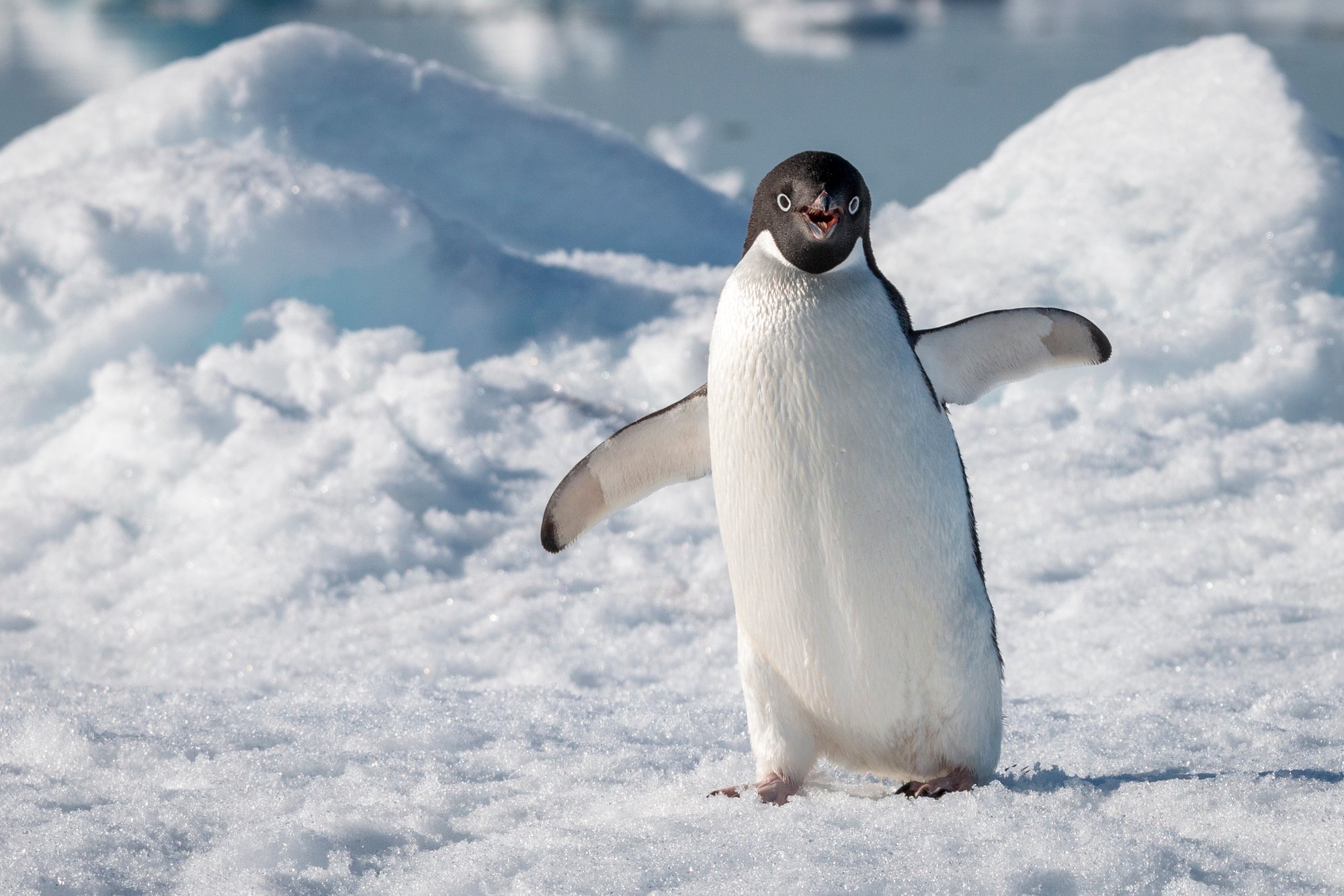 Ad_lie_penguin_Brown_Bluff_Antarctica_HX_21035