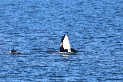 orca mom spyhopping while her calf swims next to her