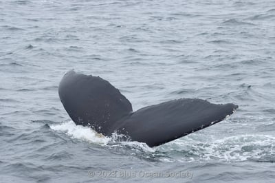 humpback whale tail blue ocean society
