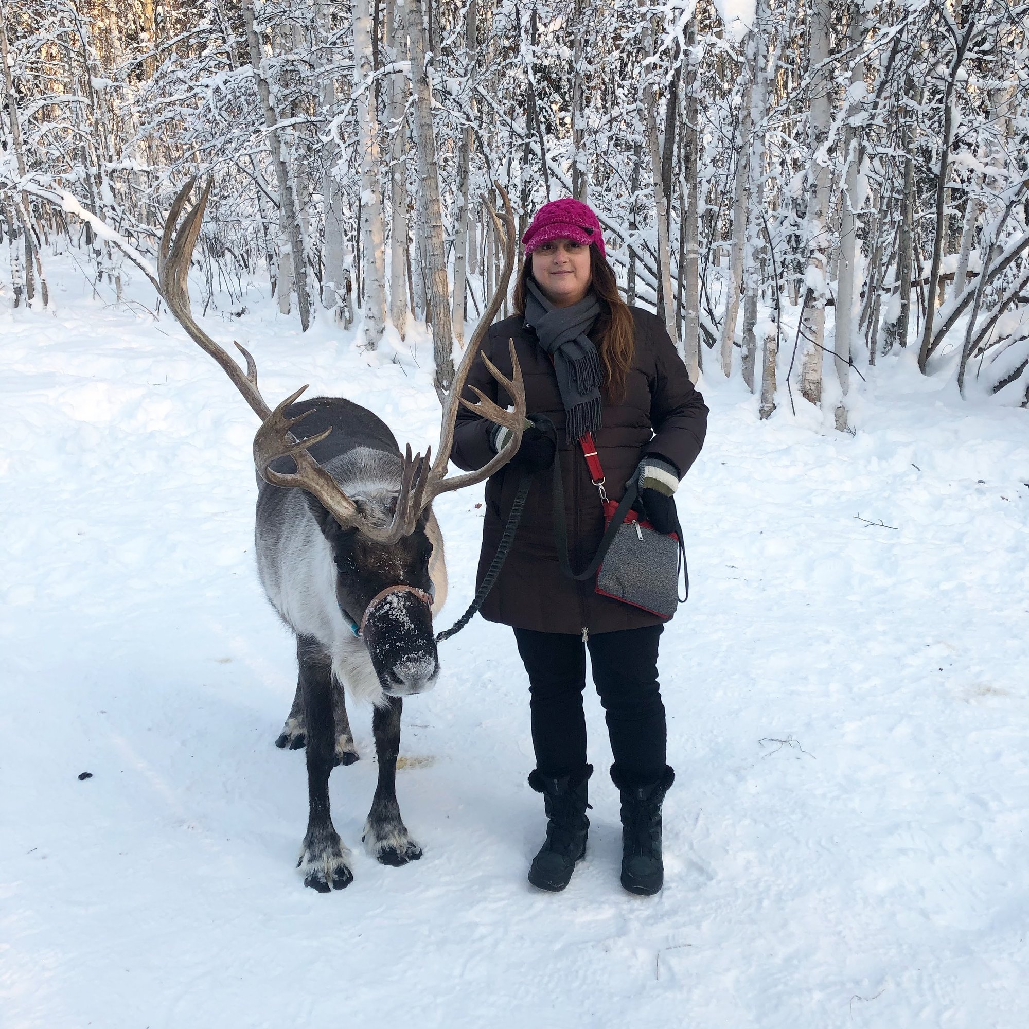 reindeer-daisy-1