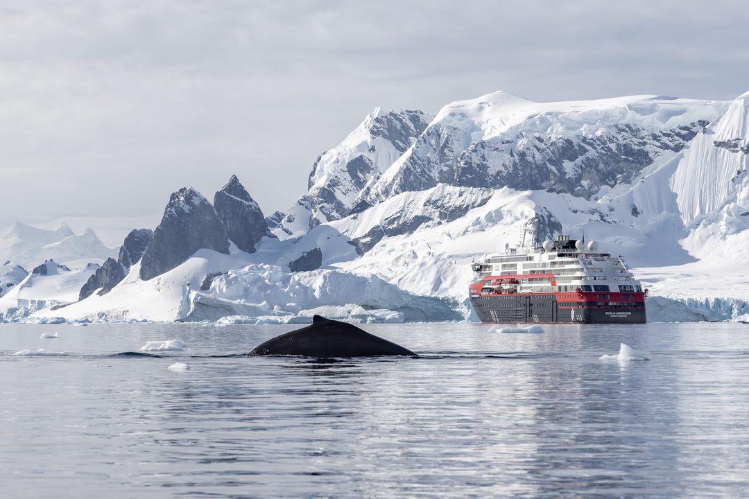 humpback whale in Antarctica