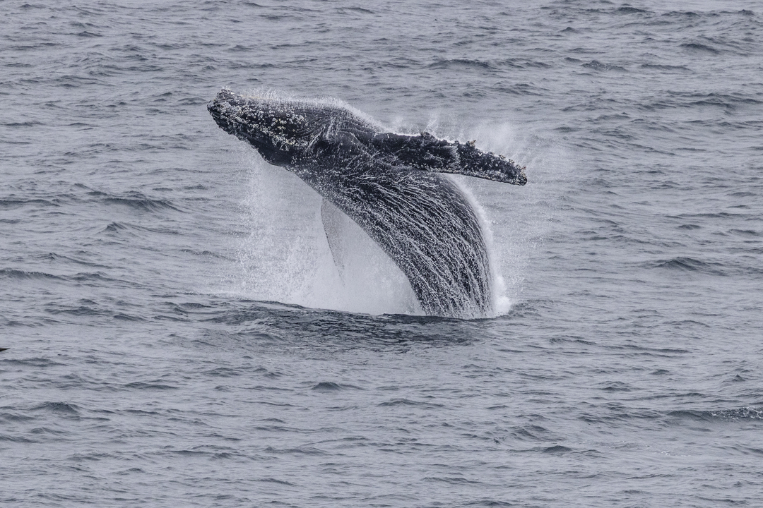 Alaska_Humpback_Whale_HXExpeditions_Foto_Oscar_Farrera