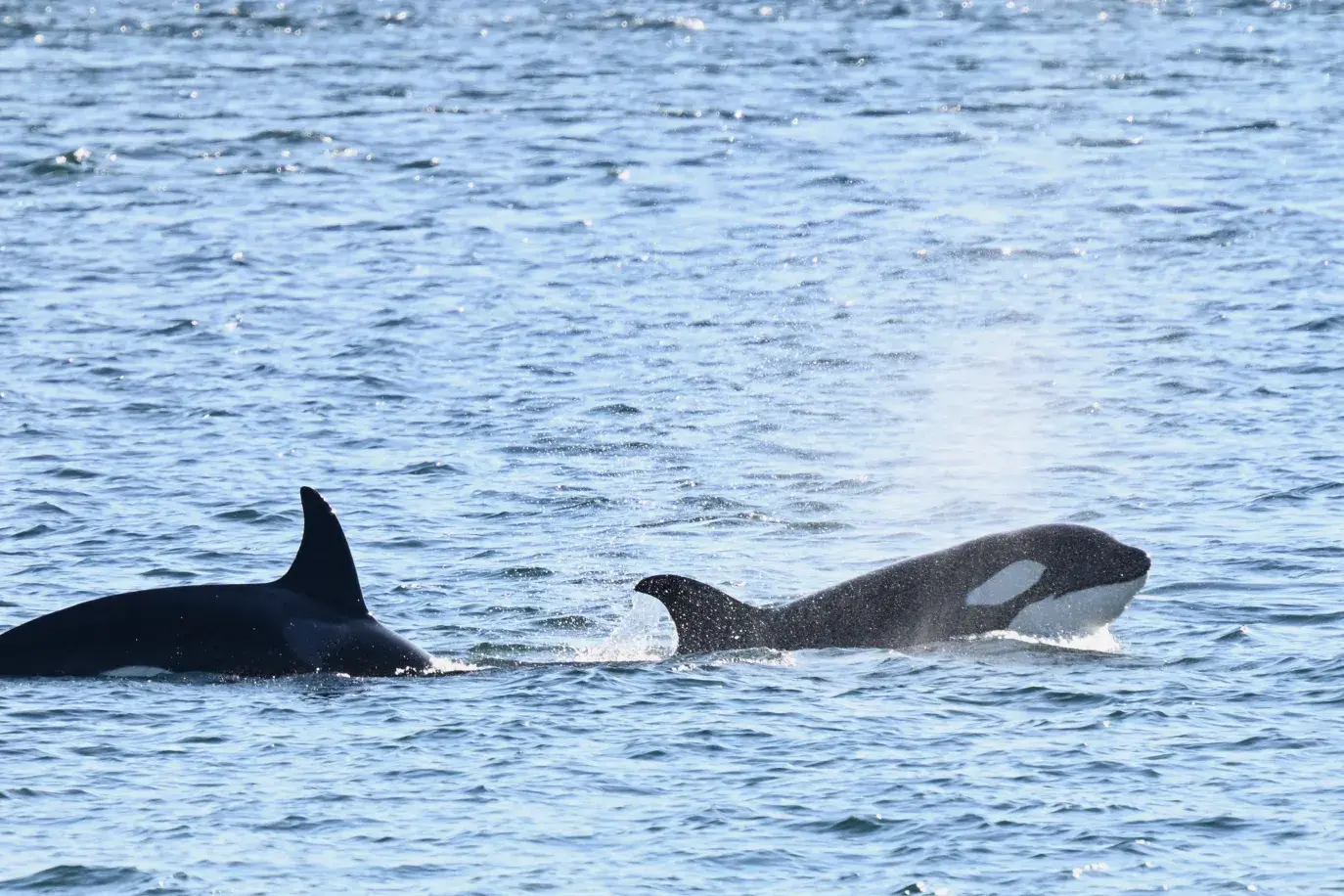 mother and calf orca in san juan islands