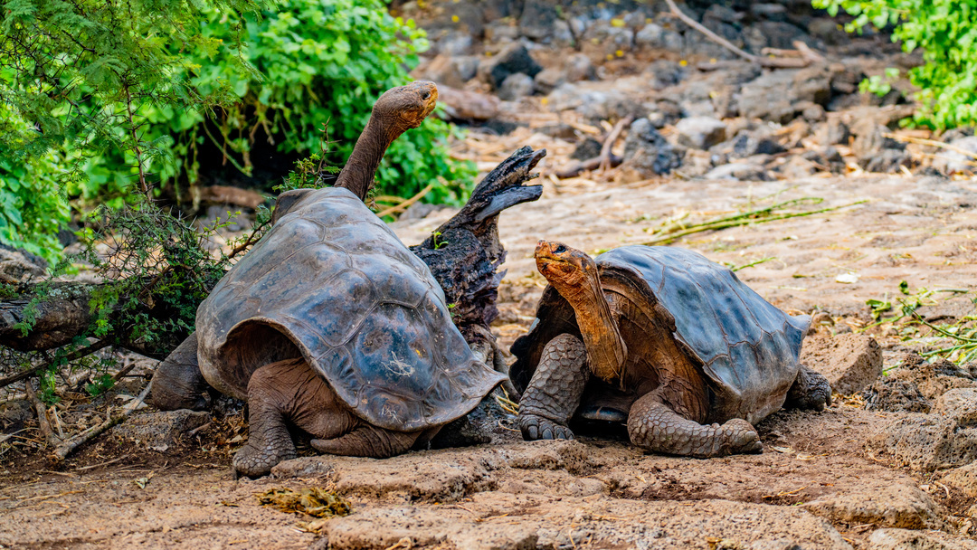 Gal_pagos_Islands_Santa_Cruz_Island_HX_43668