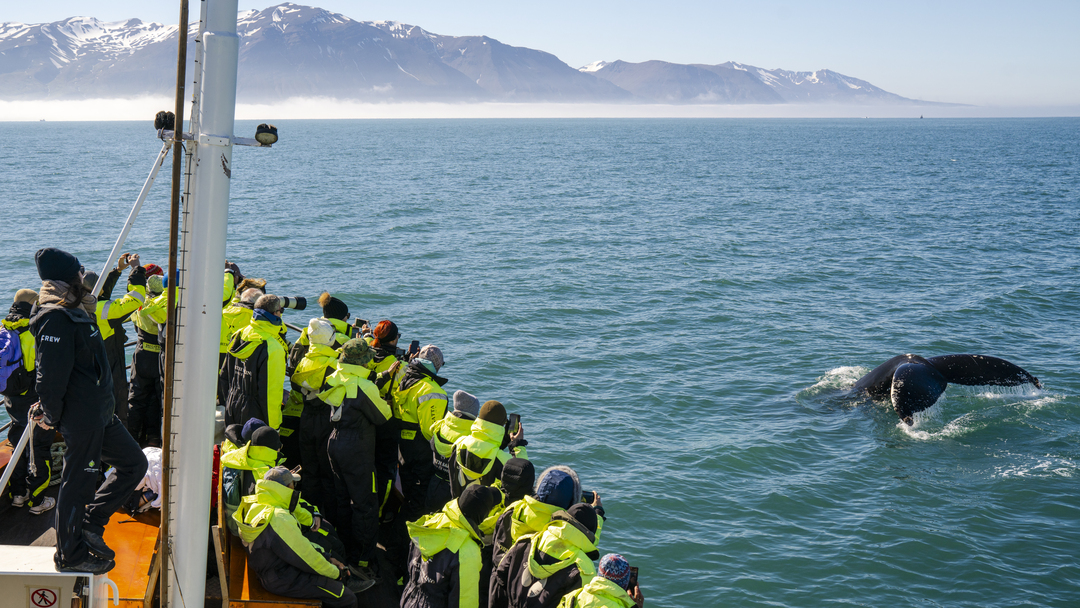 Iceland_H_savik_Humpback_Whale_HX_46964_Foto_Timo_Heinz