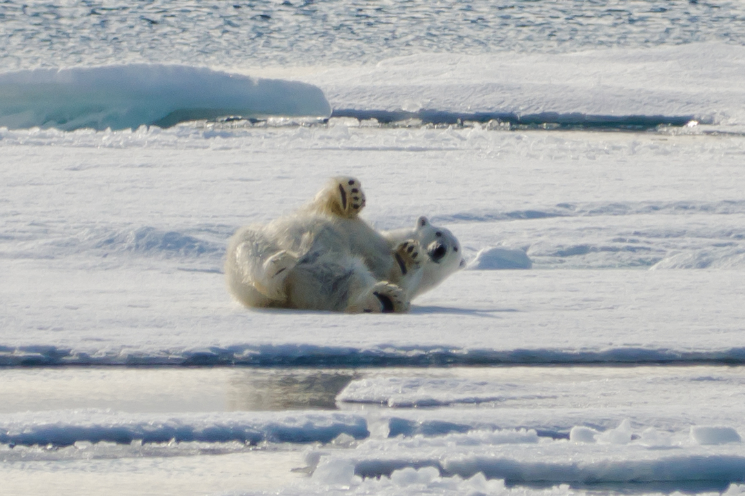 Polar_Bear_Greenland_HX_08869