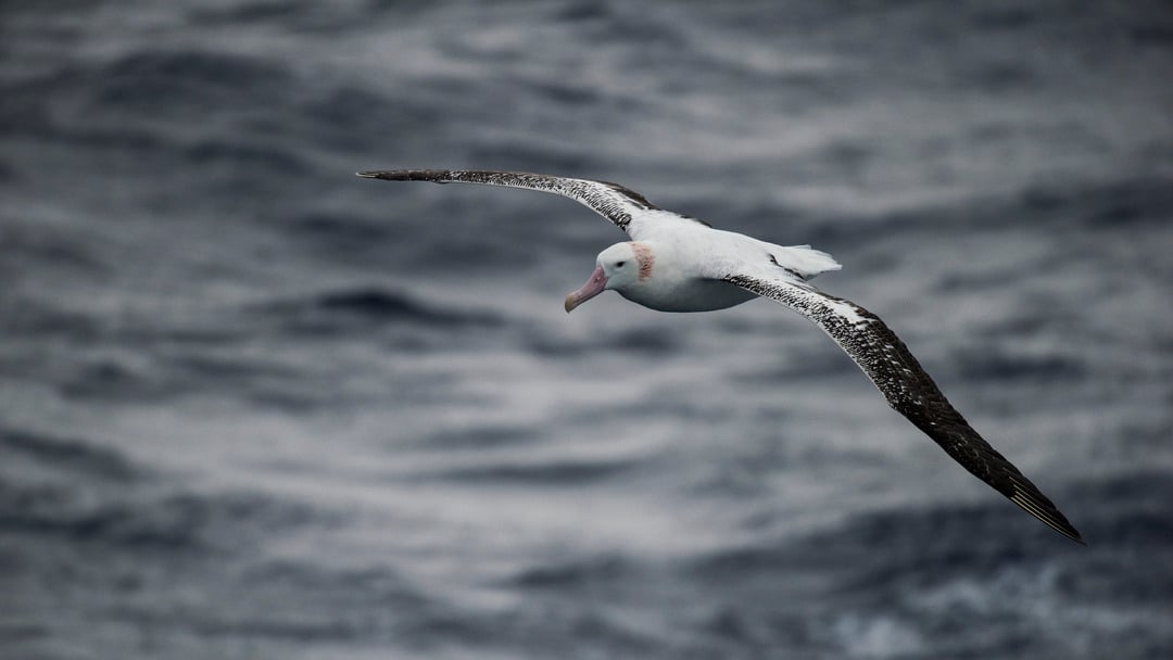Wandering_Albatross_Drake_passage_HX_11530
